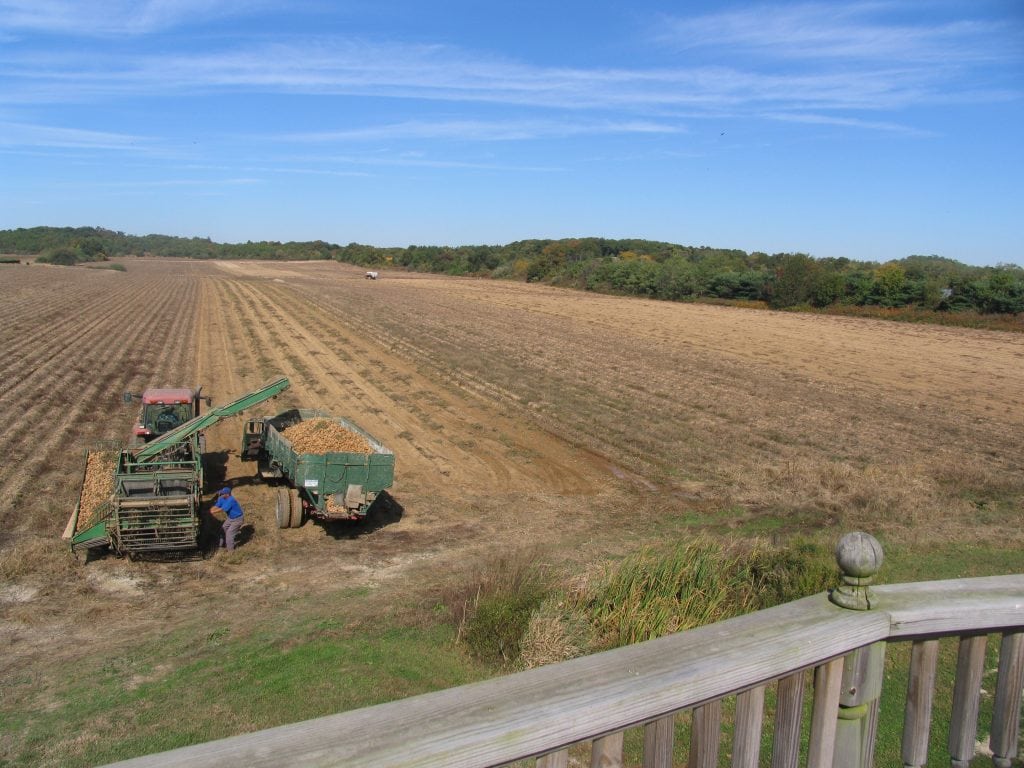 potatofarming15 Long Island Spirits